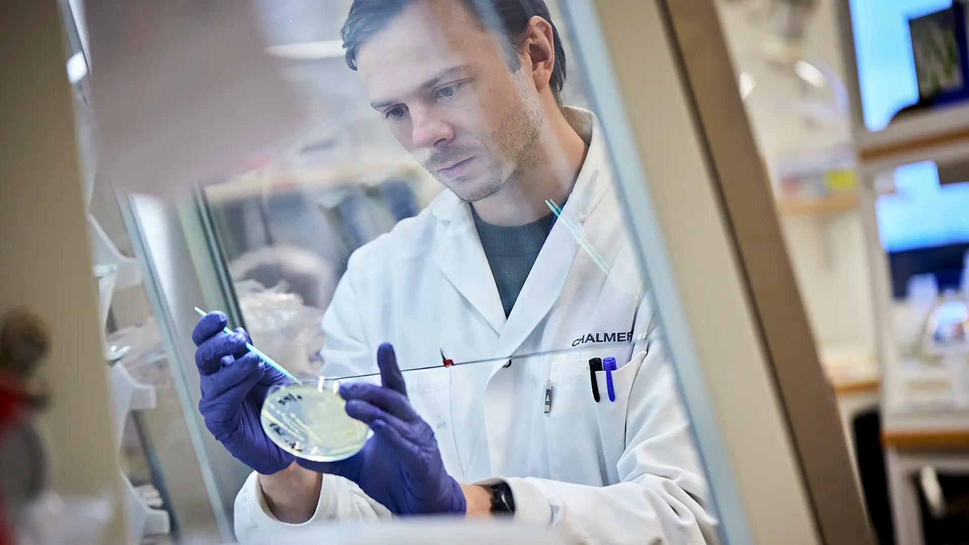 En forskare tittar på en bakterieodling på en odlingsplatta