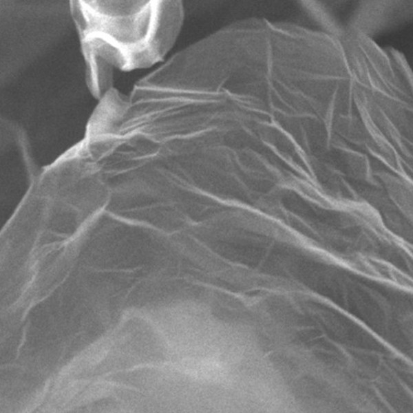 Scanning electron microscope image of graphene
