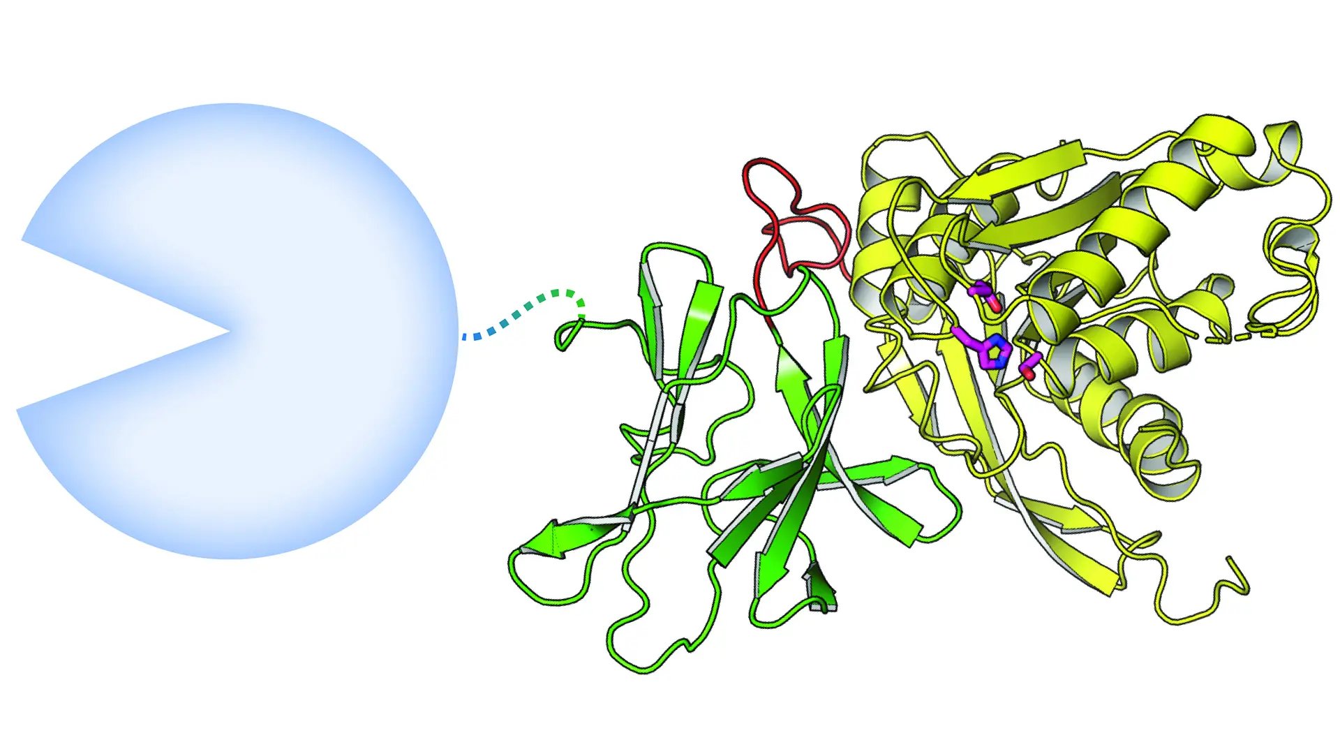 Enzymet DmCE1B, illustration. 