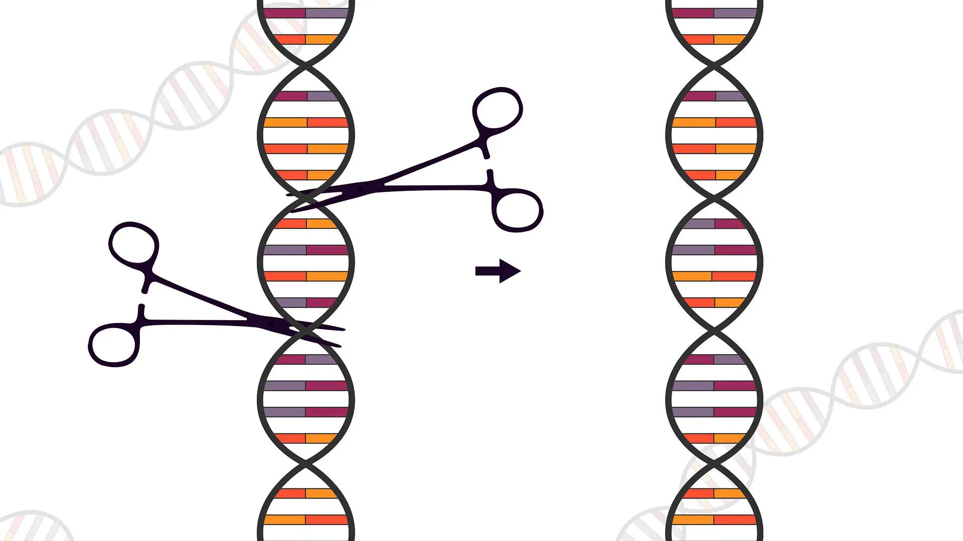 Saxar klipper DNA, illustration 