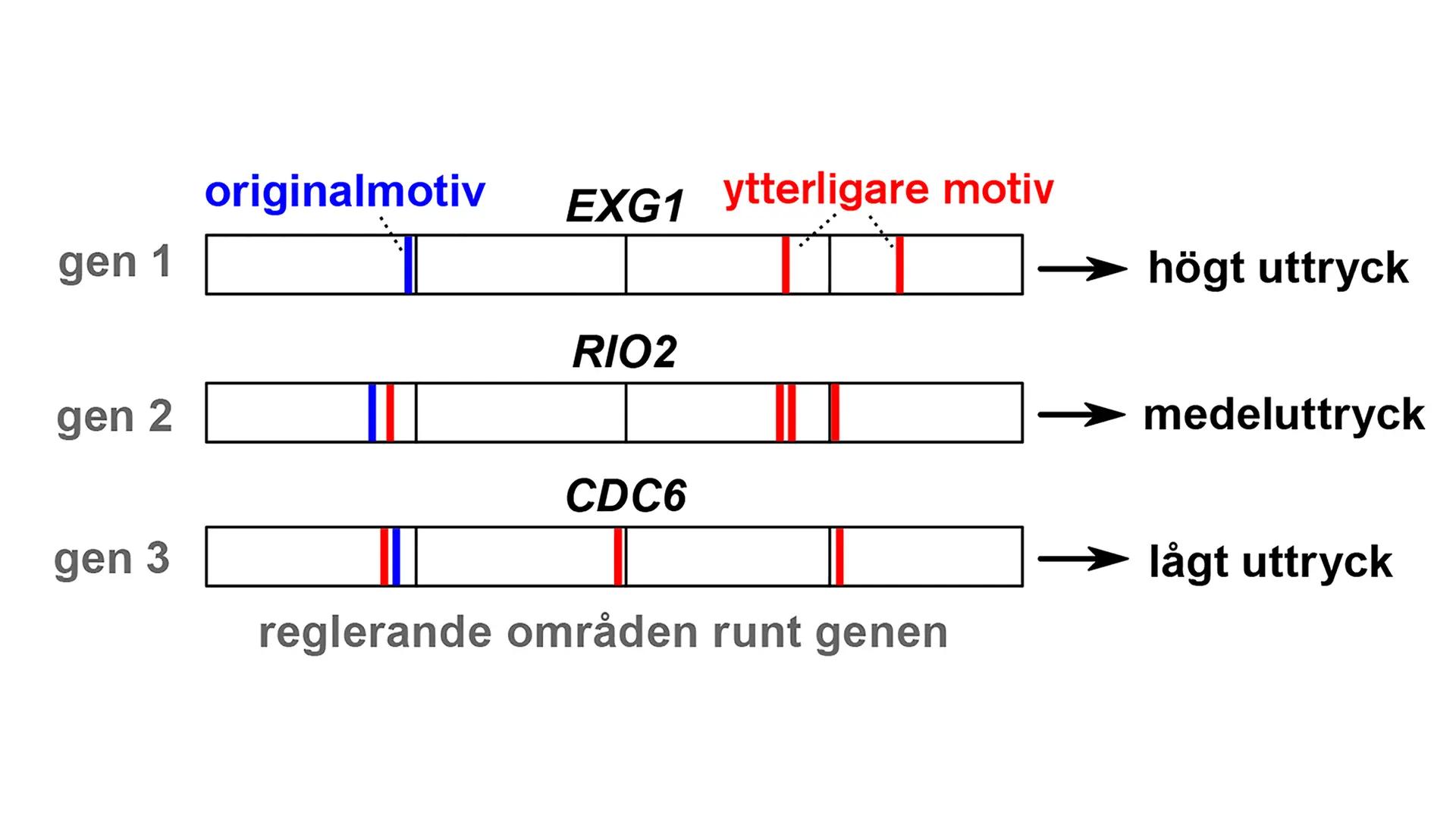 Illustration av regleringsregler som definierar vilka DNA-motiv som måste finnas tillsammans på en gen, och på vilka platser, för att reglera genuttryck över en rad nivåer från låg till hög