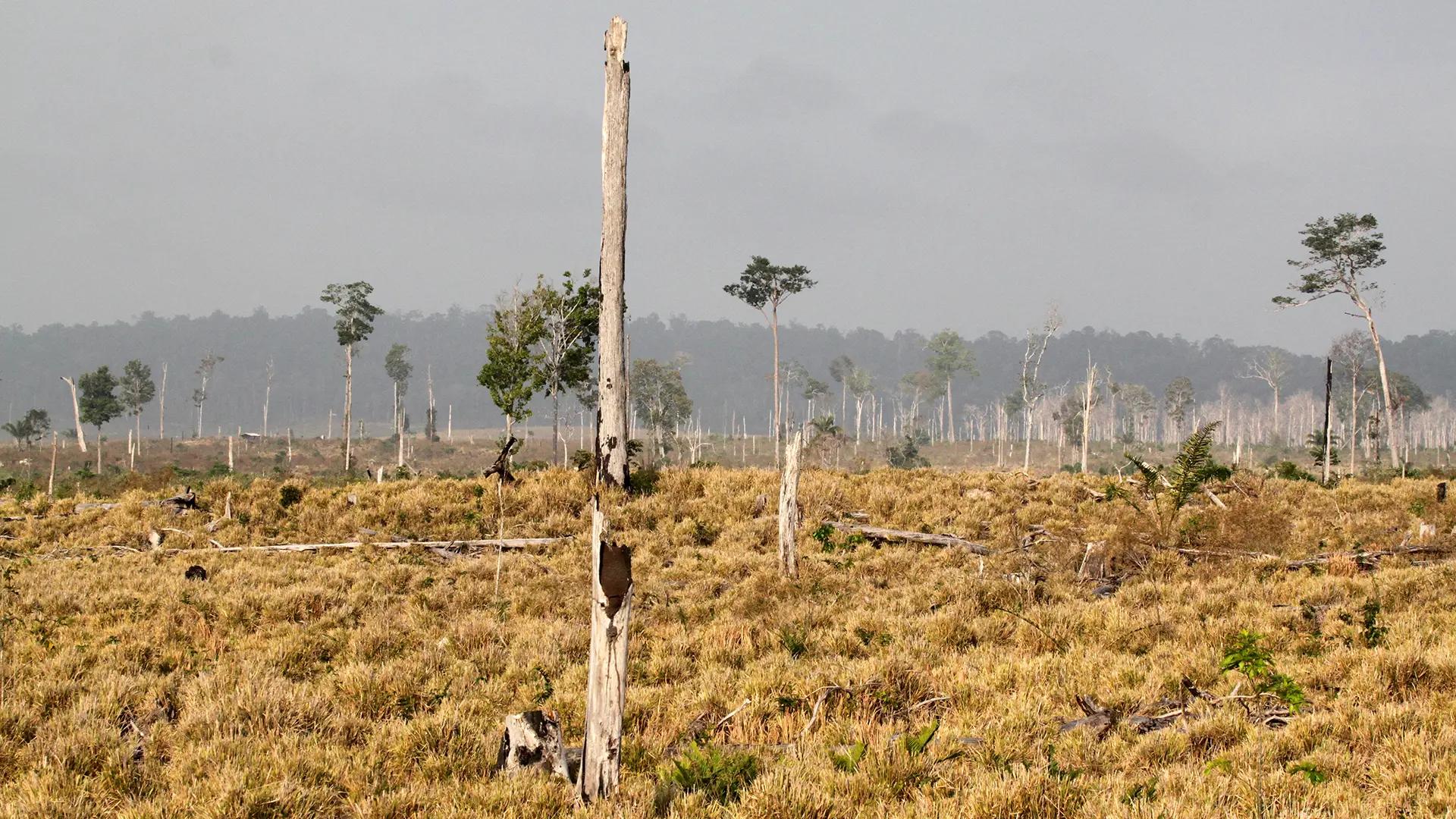Avskogad mark i Paragominas, Brasilien. 