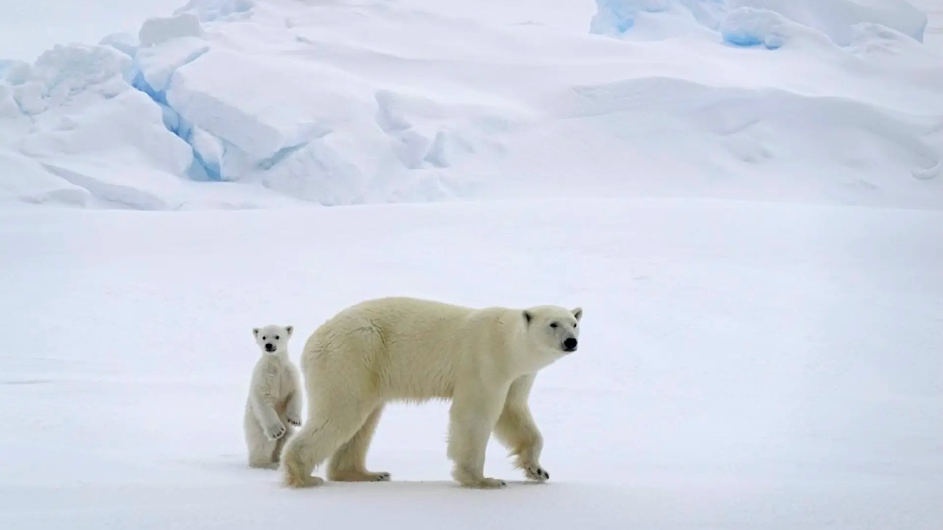 Isbjörn med unge