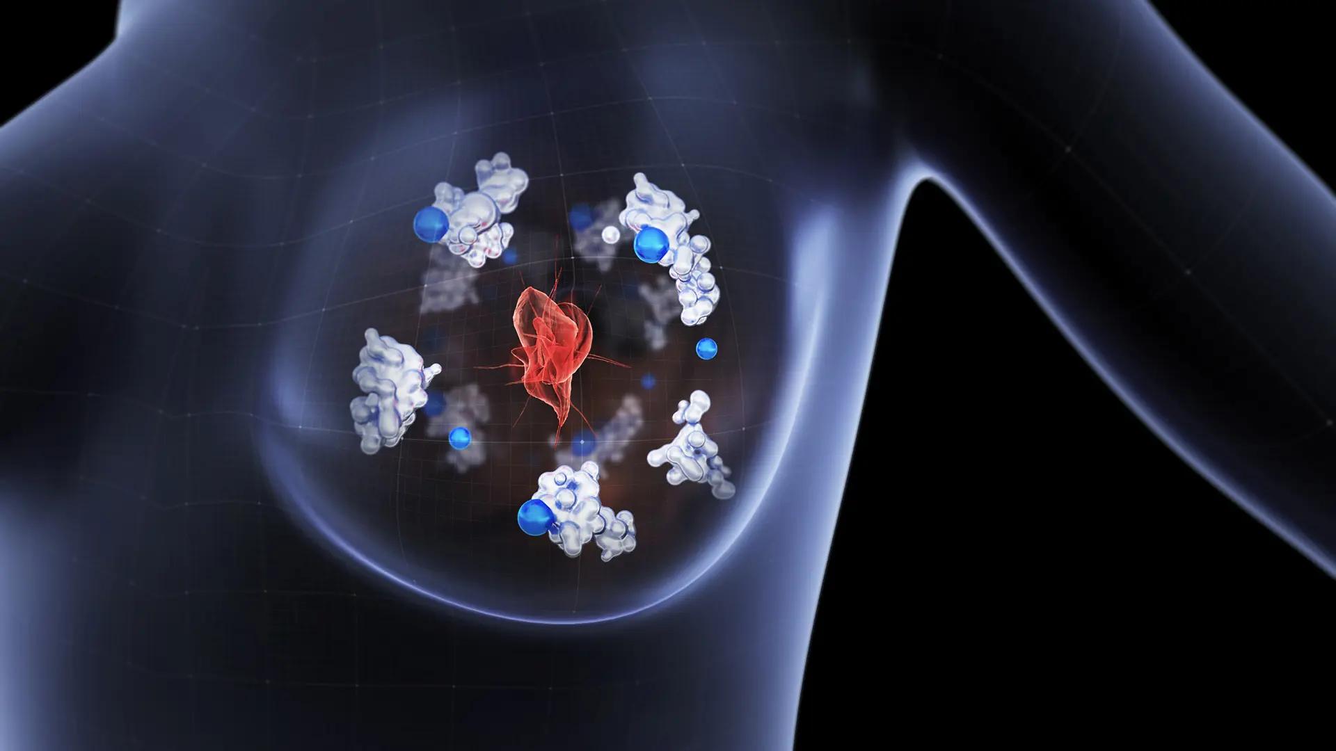 Ett bröst i genomskärning där proteiner levererar koppar till ett enzym, illustration