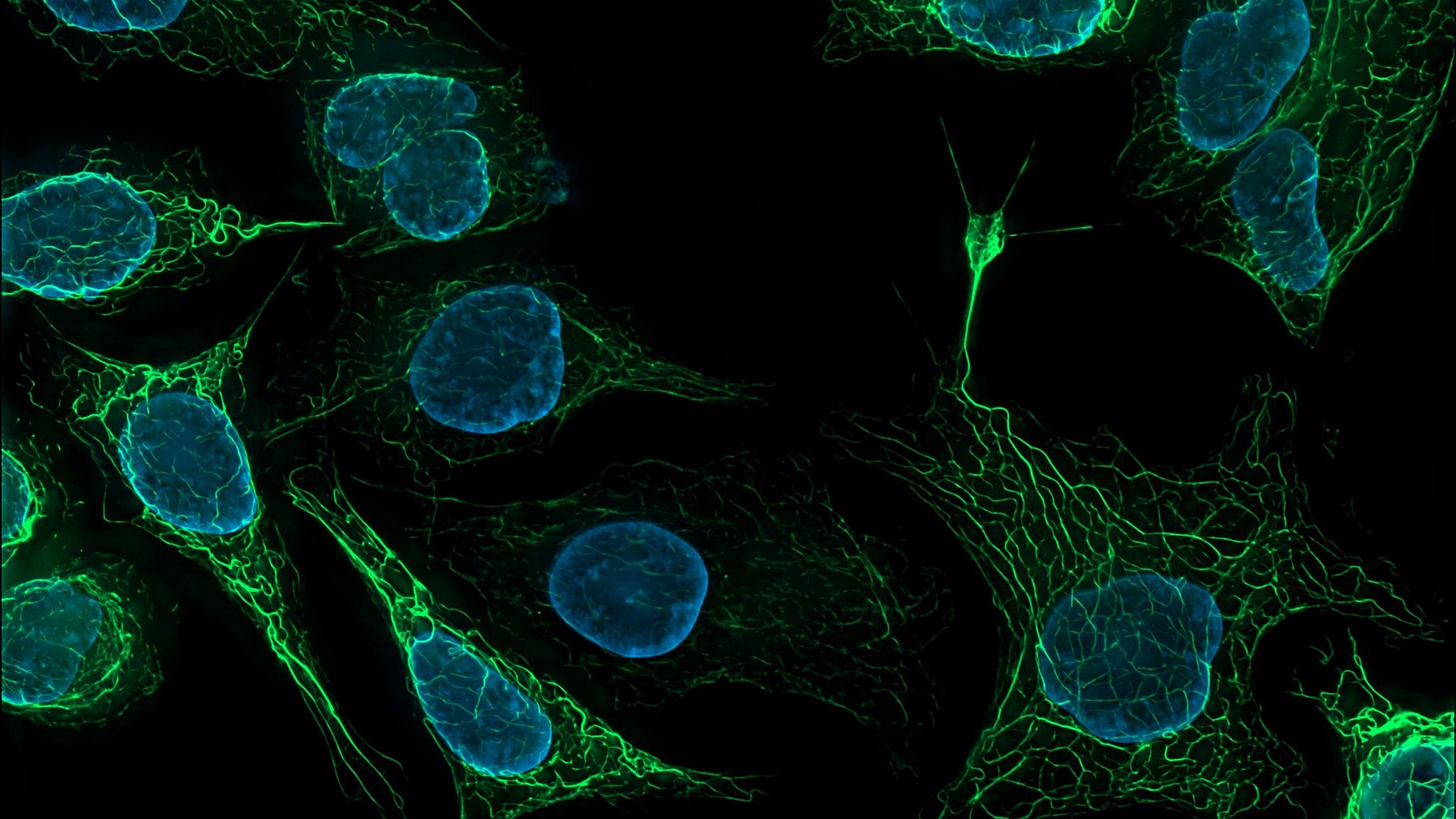 Human-derived cells imaged with fluorescence microscopy