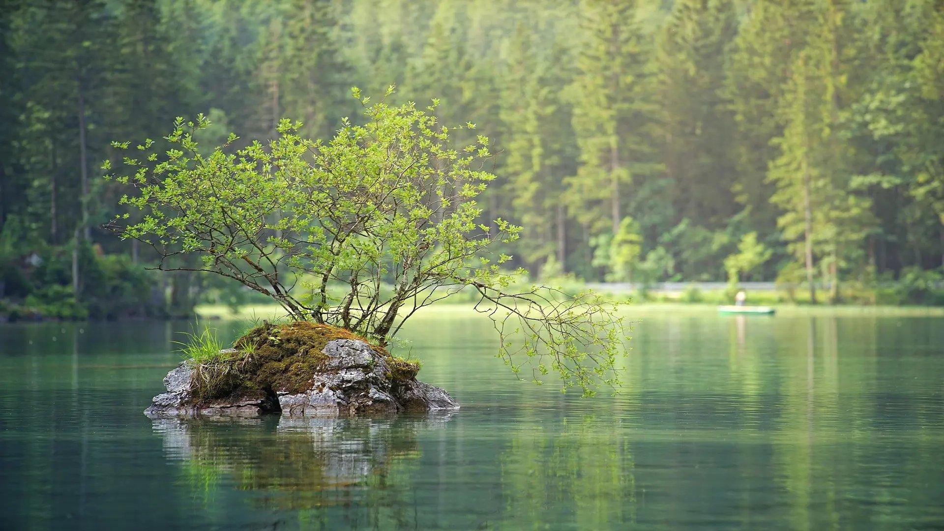 Litet träd i en sjö