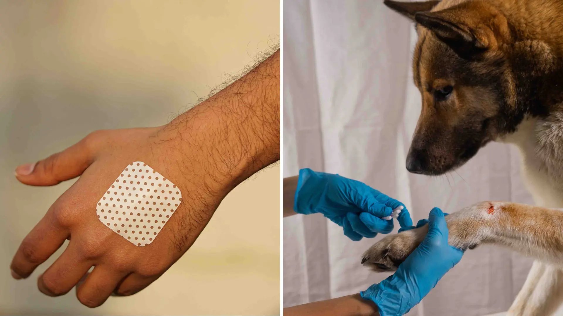 Picture of a bandage and a dog getting veterinary care 