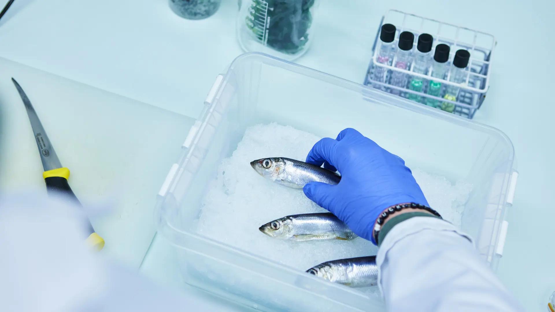 Fisk i en plastbytta, provrör, en kniv och en handskbeklädd hand i labbmiljö