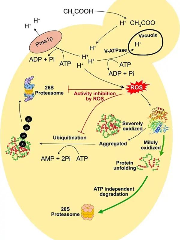 Overview of the response of yeast cells to acetic acid stress based on CRISPRi targeting of essential genes. 