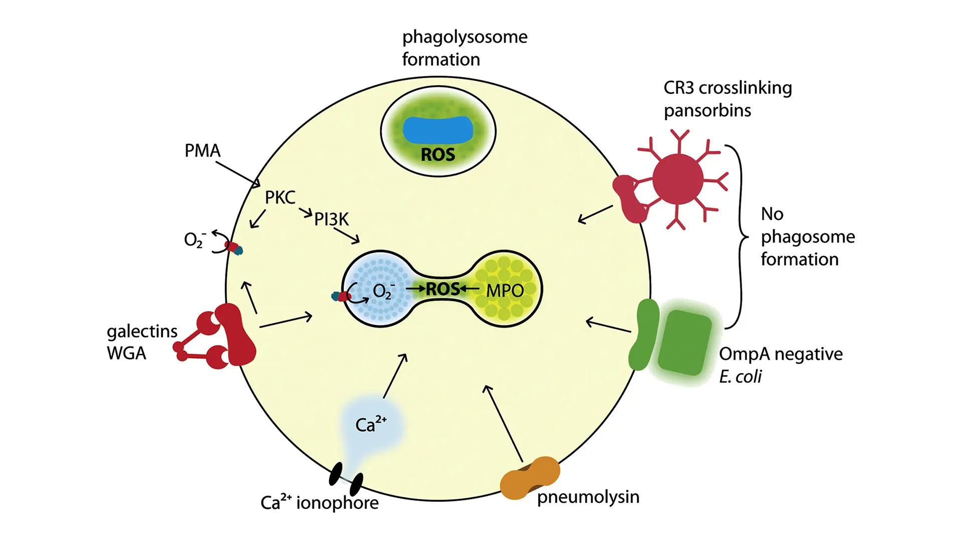 En illustration över neutrofilers olika interaktioner under en inflammationsprocess