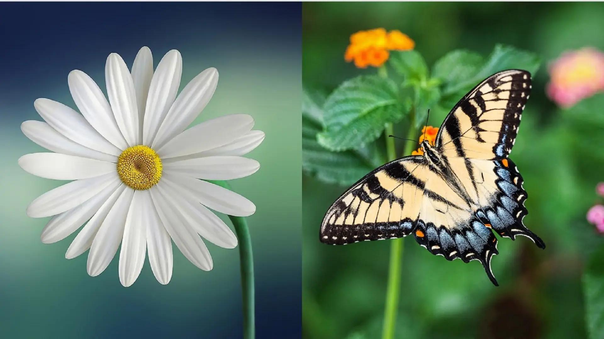 Fjäril och blomma som symboliserar symmetri