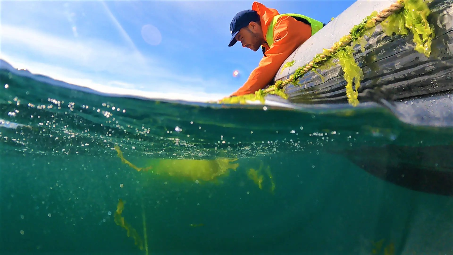 Kristoffer Stedt skördar havssallat ur en odling i havet 