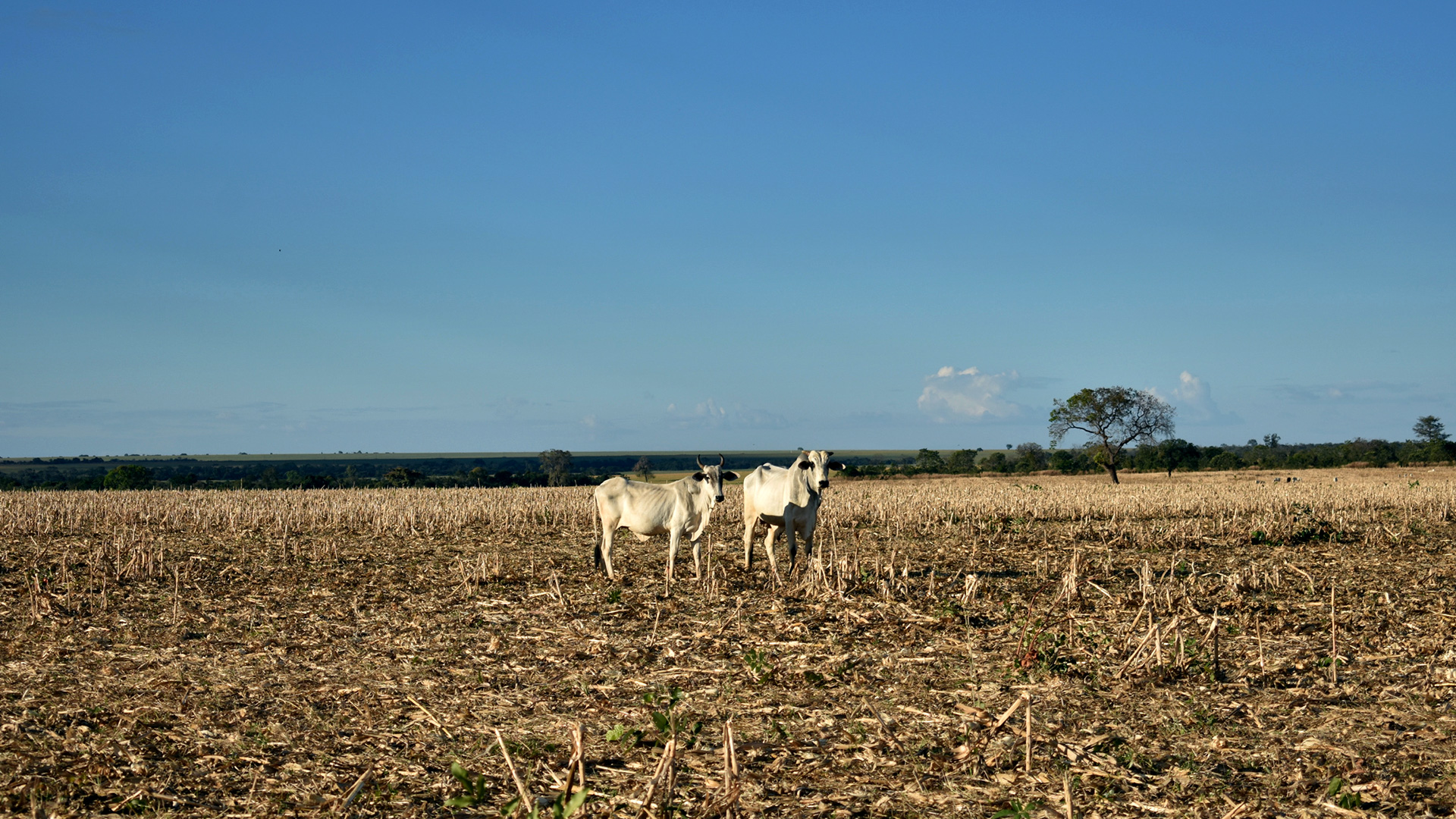 Grasslander Grasslands vanish at rapid rate, global study finds | Chalmers